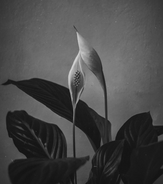 Vildan Ülker-Gel Bana 040825.jpg